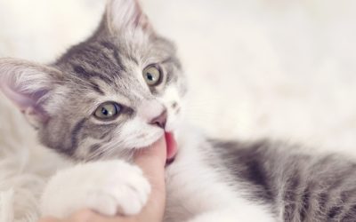 October Newsletter: How to Care for Your Pets When They Are Teething