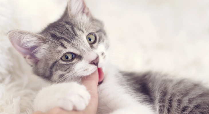 October Newsletter: How to Care for Your Pets When They Are Teething