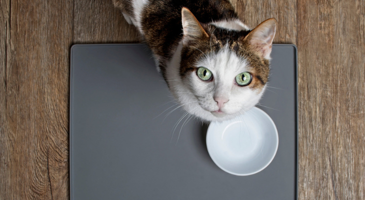 September Newsletter: Dry Food vs. Wet Food: Which is Better for Your Cat?