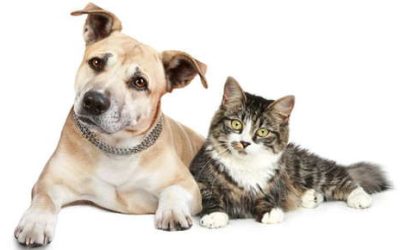 Secondhand Smoke Affects Pets Too