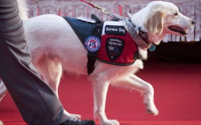 Becoming a Service Dog: Training and Temperament Are Key Factors