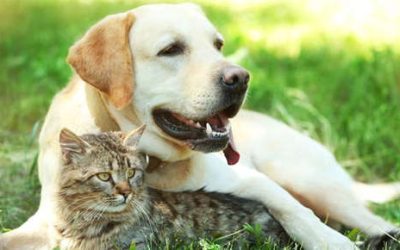 Caring for Your Older Pet