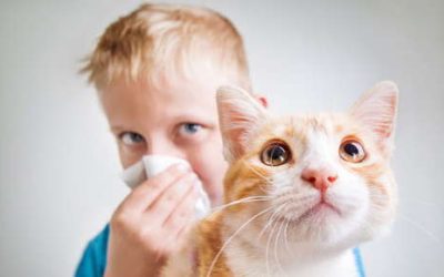 Managing Pet Allergies in Kids