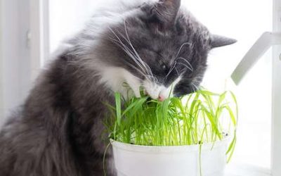 What to Do If Your Pet Eats Grass