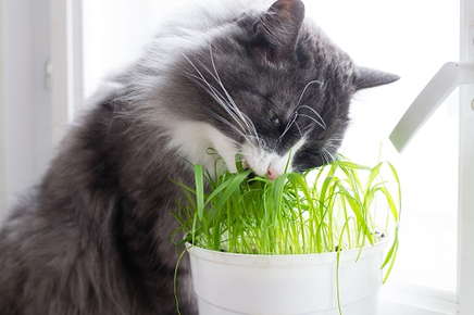 What to Do If Your Pet Eats Grass