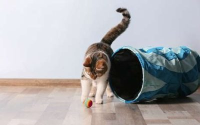 How to Help Your Cat Get More Exercise