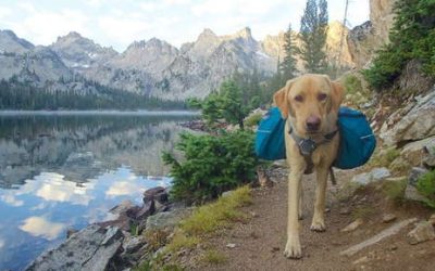 Should Your Dog Wear a Backpack?