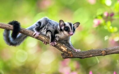 Sugar Gliders