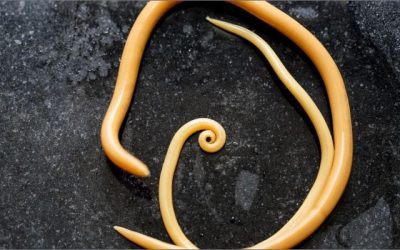 Roundworms