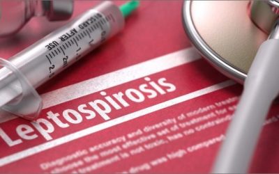 Leptospirosis