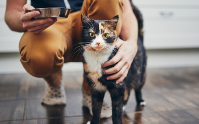 Mistakes to Avoid as a Cat Owner