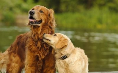 Selecting a Puppy or Older Dog