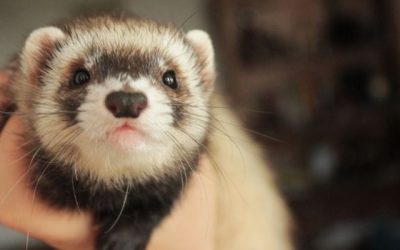 Ferret Health