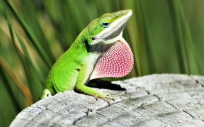 Green Anoles