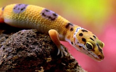 Leopard Geckos