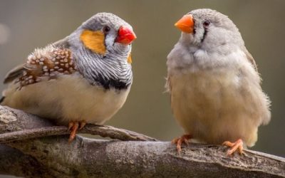 Zebra Finches