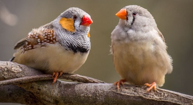 Zebra Finches