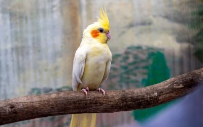 Cockatiels