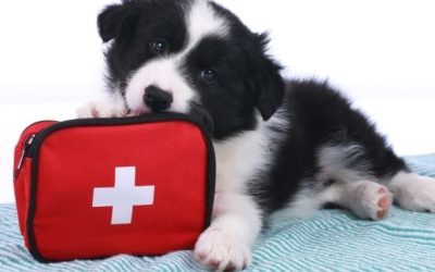 First Aid