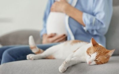 Family Cats and Pregnant Women: Take Measures to Prevent Toxoplasmosis Infection