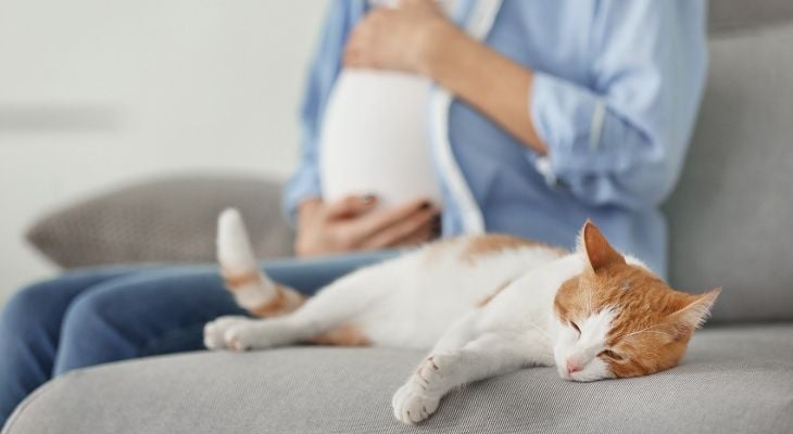 Family Cats and Pregnant Women: Take Measures to Prevent Toxoplasmosis Infection