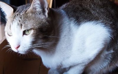 Feline Leukemia Virus: What You Need to Know