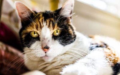 Caring for Senior Cats