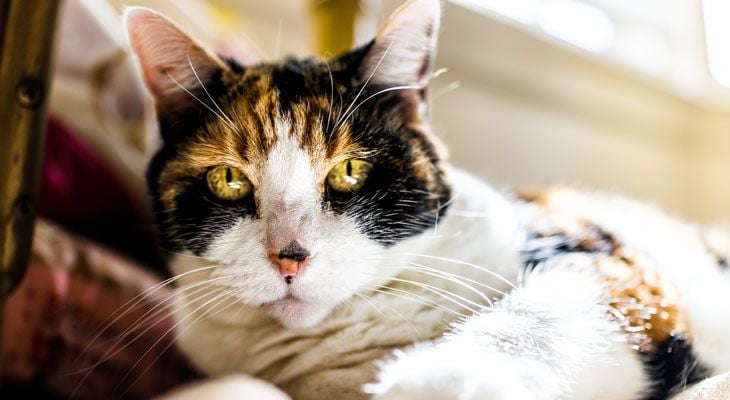 Caring for Senior Cats