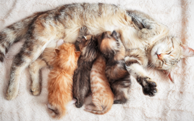 Preparing for Your Kitten’s Developmental Milestones