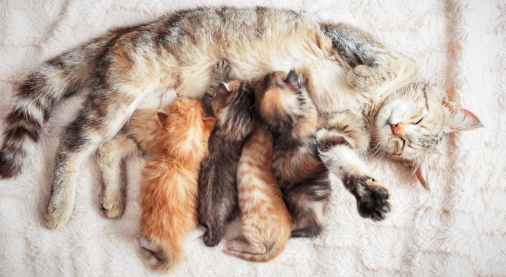 Preparing for Your Kitten’s Developmental Milestones