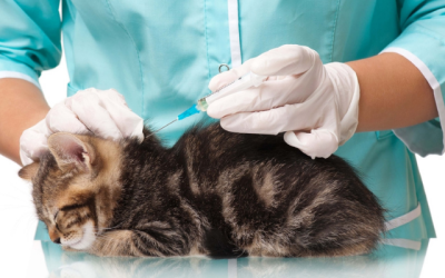 The Most Common Vaccinations for Your Cat and Dog