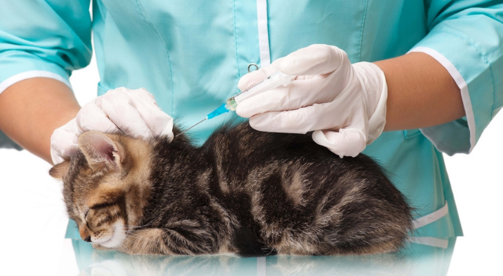 The Most Common Vaccinations for Your Cat and Dog