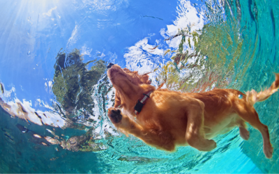 The Do’s and Don’ts of Pet Summer Safety