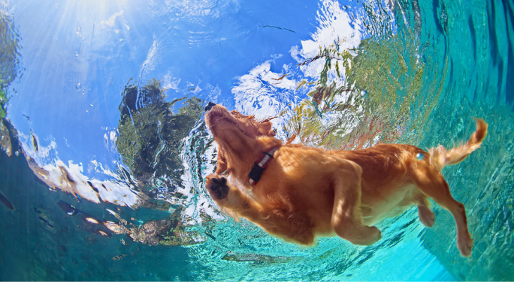 The Do’s and Don’ts of Pet Summer Safety