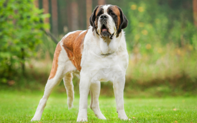 Health Problems Common in Large Dogs