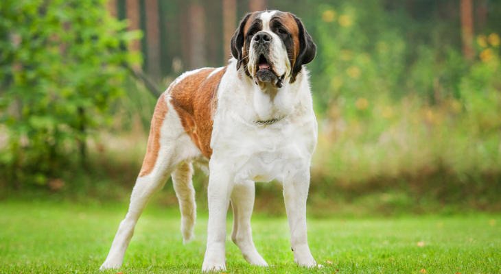 Health Problems Common in Large Dogs