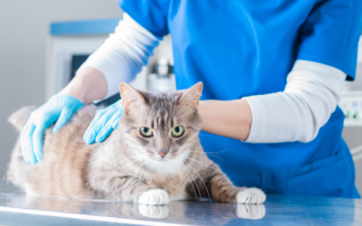 Could Your Cat Have a Neurological Disorder?