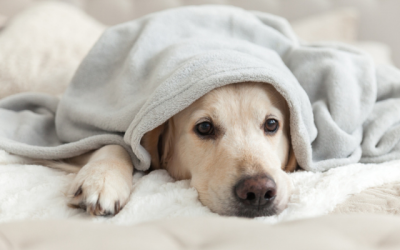 Can Pets Get Food Poisoning?