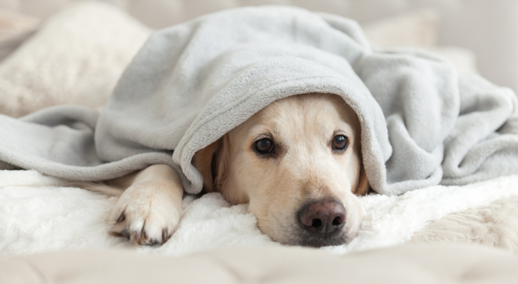 Can Pets Get Food Poisoning?