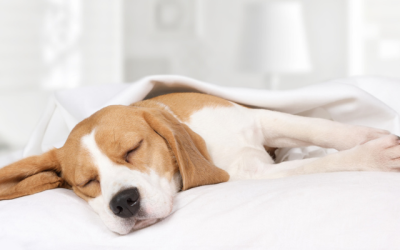 Does Your Dog Have a Sleep Disorder?