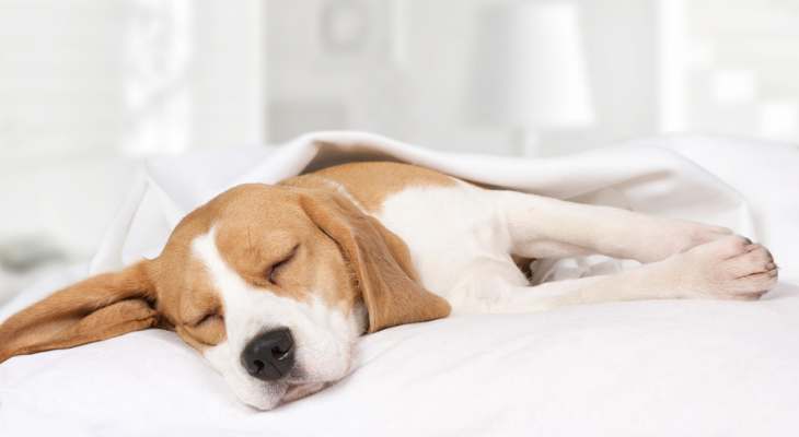 Does Your Dog Have a Sleep Disorder?