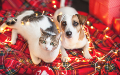 Holiday Pet Safety Tips