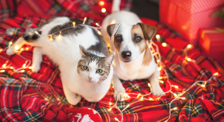 Holiday Pet Safety Tips