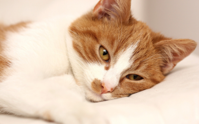 Signs That Your Cat is Experiencing Pain