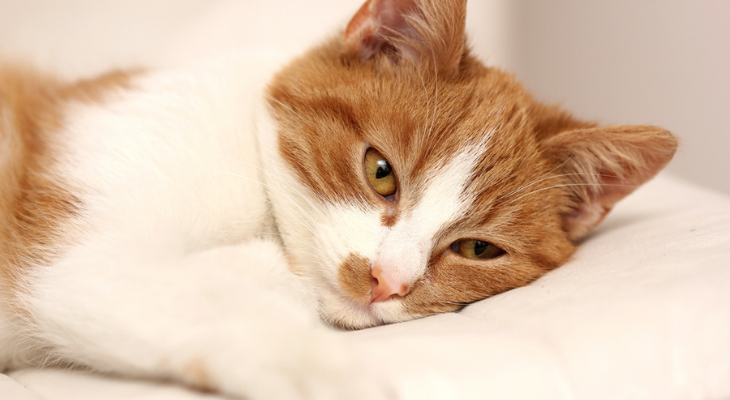 Signs That Your Cat is Experiencing Pain