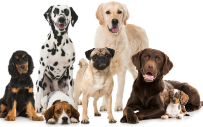 The Best Dog Breed for Your Personality and Lifestyle