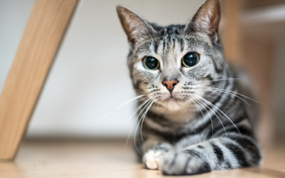 What Your Cat’s Eyes Can Tell You