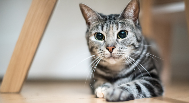 What Your Cat’s Eyes Can Tell You