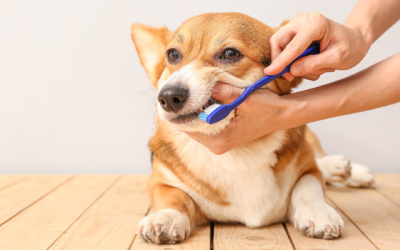 How Healthy Are Your Pet’s Teeth?