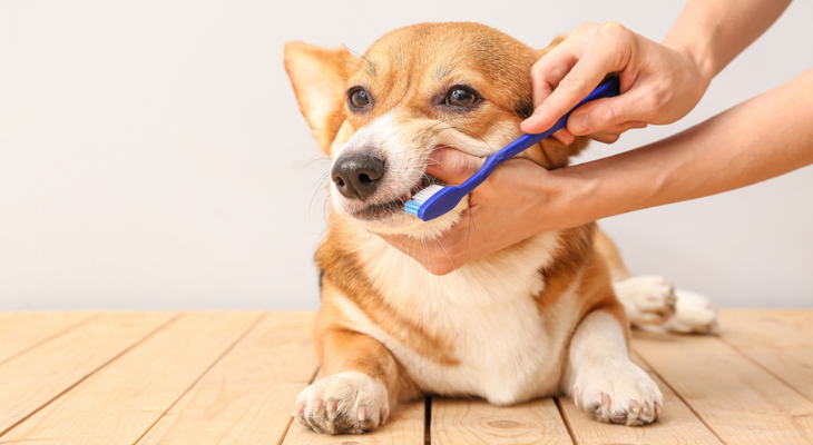 How Healthy Are Your Pet’s Teeth?